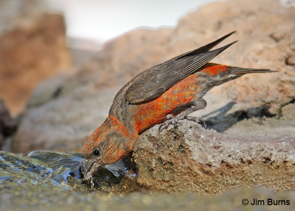 Red Crossbill male drinking