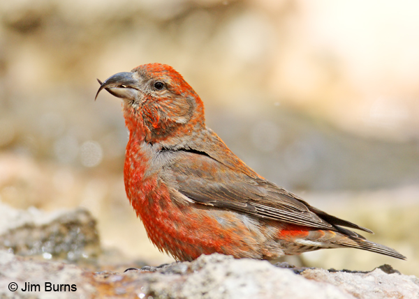 Red Crossbill male portrait