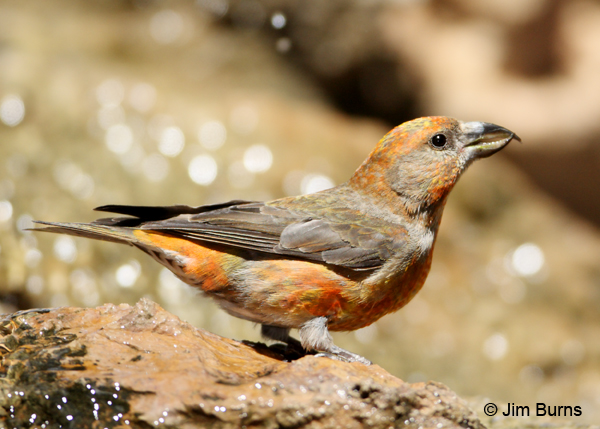 Red Crossbill male showing lateral lower mandible grooves for husking pine seeds