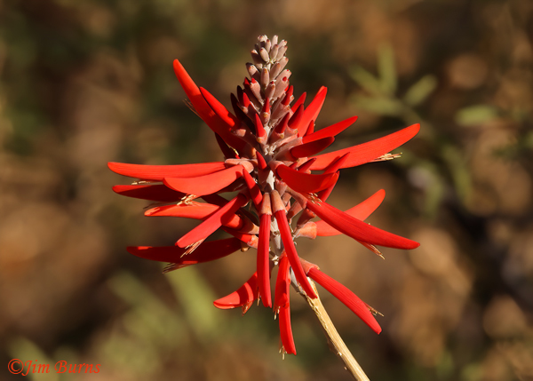 Coralbean, Arizona--2535--2