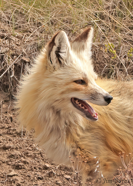 Red Fox on alert close-up-0948--2