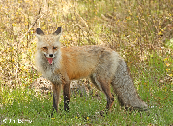 Red Fox