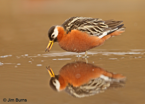 Red Phalarope female alternate plumage with mosquito larva