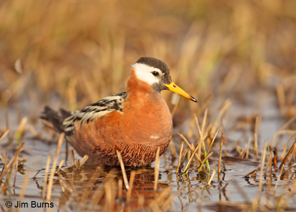 Red Phalarope female atlernate plumage habitat