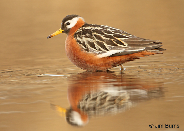 Red Phalarope female alternate plumage reflections