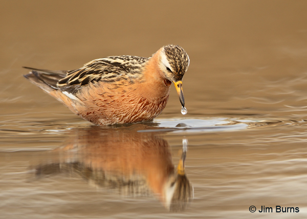 Red Phalarope male alternate  plumage water drop