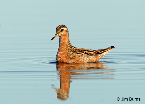 Red Phalarope male alternate plumage blue water