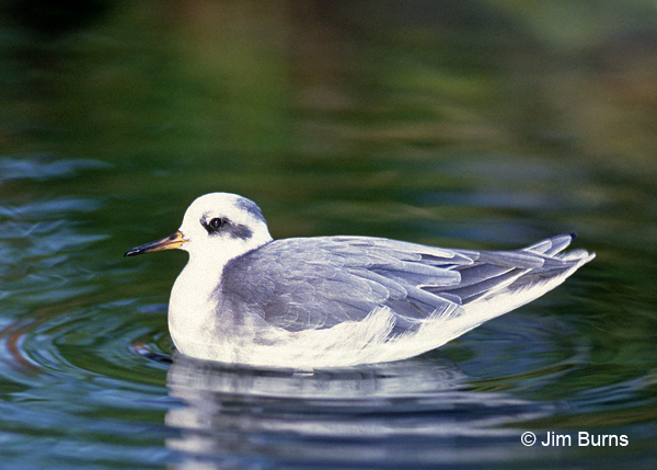 Red Phalarope winter