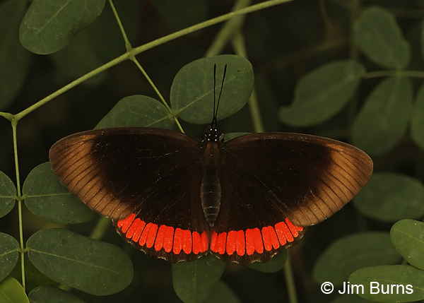 Red Rim in greenery, Texas
