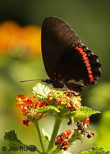 Red Rim underwing on Lantana, Texas