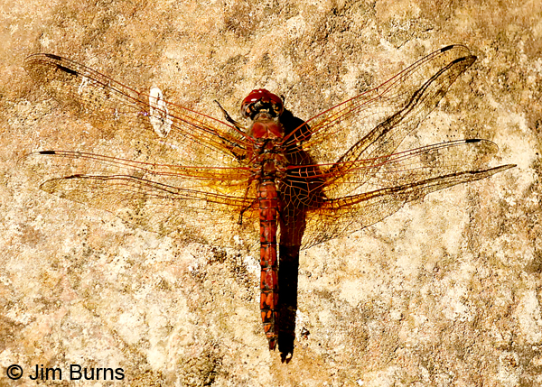 Red Rock Skimmer male wing shadow, Coconino Co., AZ, June  2018--0214