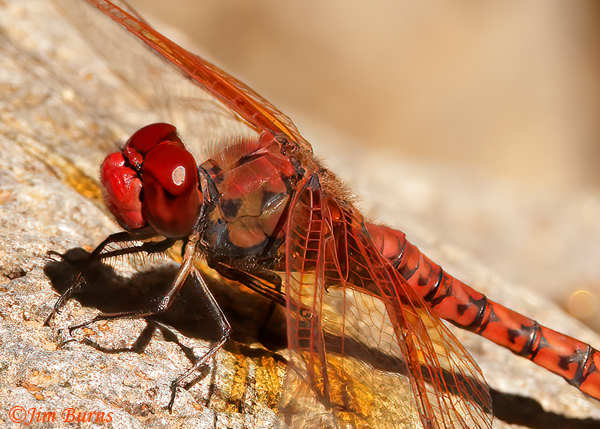 Red Rock Skimmer male, Maricopa Co., AZ, September 2022--0168