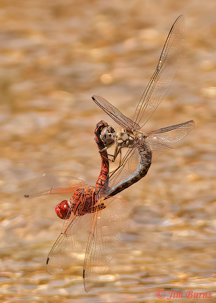 Red Rock Skimmers in wheel, Maricopa Co., AZ, April 2023--8887