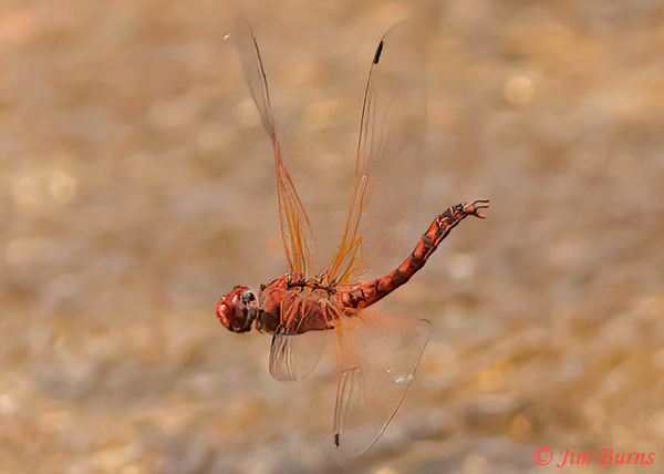 Red Rock Skimmer male a moment after he has released  female from wheel, Maricopa Co., AZ, April 2023--8900