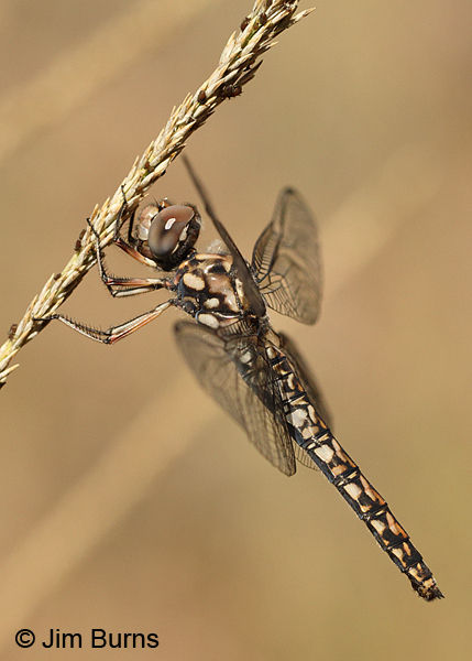 Red Rock Skimmer female, Cochise Co., AZ, October 2014