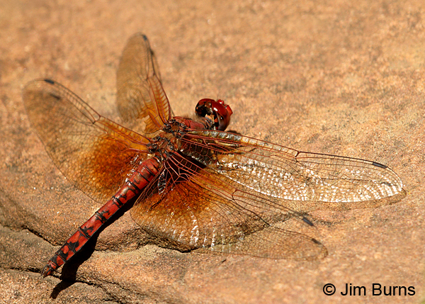 Red Rock Skimmer male, Coconino Co., AZ, July 2016