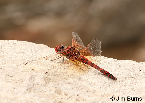 Red Rock Skimmer male, Greenlee Co., AZ, August 2013