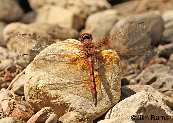 Red Rock Skimmer male, Maricopa Co., AZ, September 2014