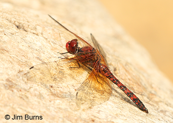 Red Rock Skimmer male, Pima Co., AZ, October 2015