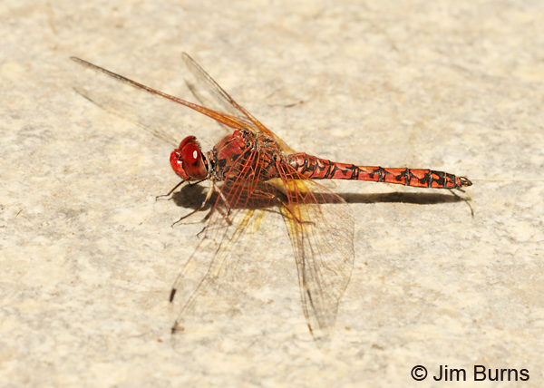 Red Rock Skimmer male, Pima Co., AZ, April 2013