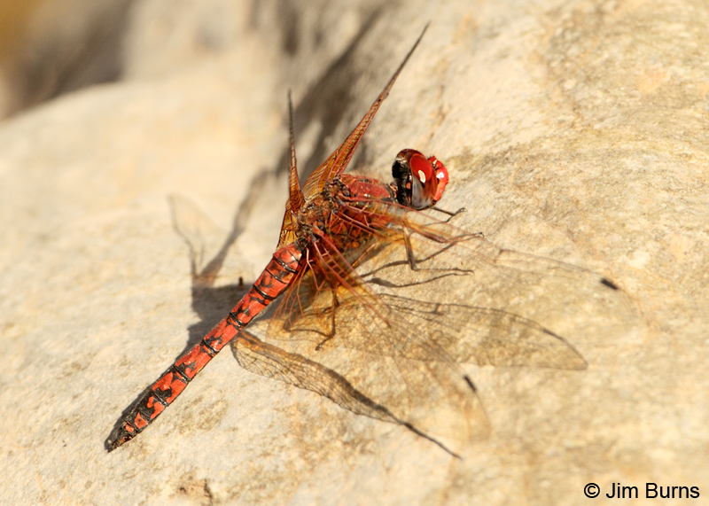 Red Rock Skimmer male, Pinal Co., AZ, October 2011