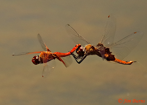 Red Saddlebags pair in tandem, female trailing eggs, Maricopa Co., AZ, July 2019--4224