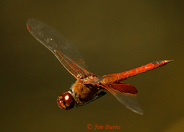 Red Saddlebags male, Starr Co., TX, November 2018--2541