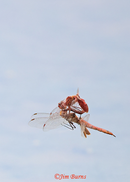 Red Saddlebags ovipositing recapture sequence #5, Maricopa Co., AZ, July 2022--2197--3