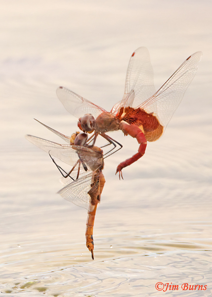 Red Saddlebags ovipositing recapture sequence 2, #2, Maricopa Co., AZ, July 2022--2553--2