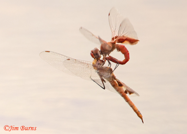 Red Saddlebags ovipositing recapture sequence 2, #4, Maricopa Co., AZ, July 2022--2556--2
