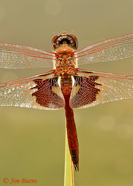 Red Saddlebags male dorsal detail Maricopa Co., AZ, July 2019--4129