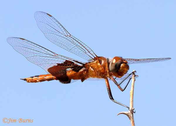 Red Saddlebags male, newly emerged, Maricopa Co., AZ, October 2021--7393