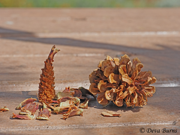 Ponderosa pine cone after a Red Squirrel meal--0201