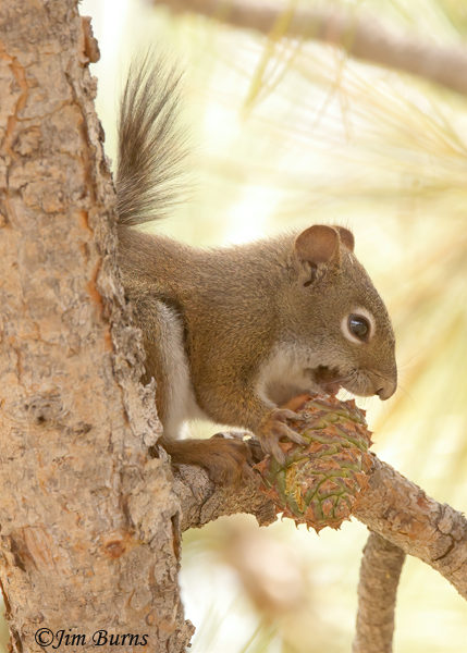 Red Squirrel with pine cone #2--1317