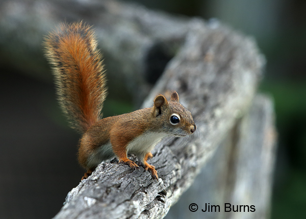 Red Squirrel on railing