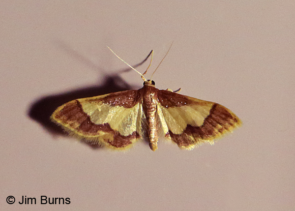 Red-and-white Wave Moth, Arizona