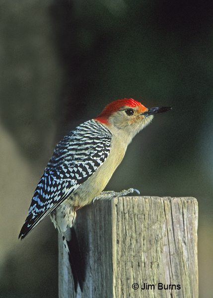 Red-bellied Woodpecker male