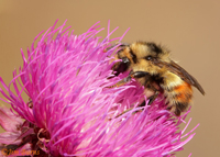 Red-belted Bumblebee