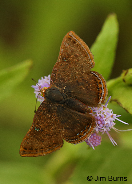 Red-bordered Metalmark, Texas