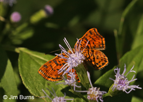 Red-bordered Metalmark female underwing, Texas