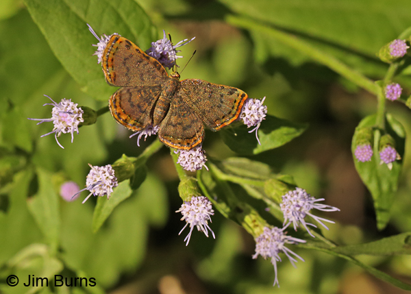 Red-bordered Metalmark female on Crucita, Texas