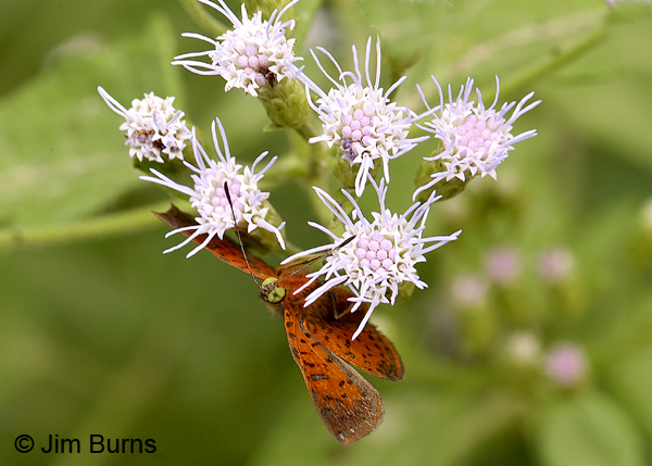 Red-bordered Metalmark on Crucita, Texas