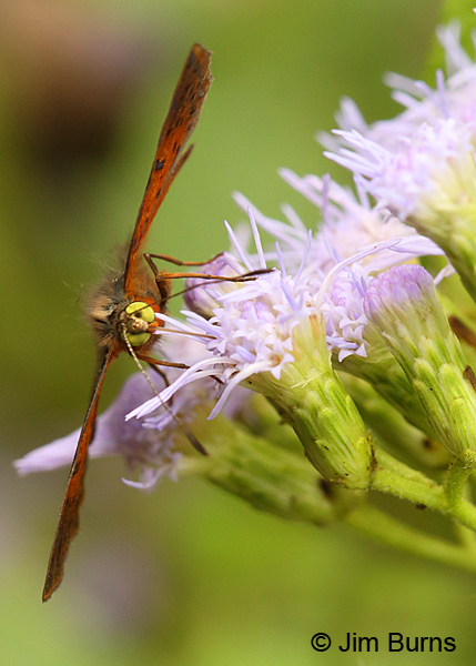 Red-bordered Metalmark vertical close-up, Texas