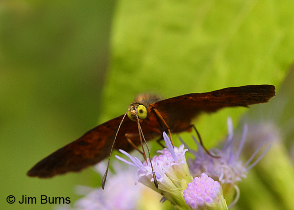 Red-bordered Metalmark close-up, Texas