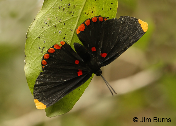 Red-bordered Pixie, Texas