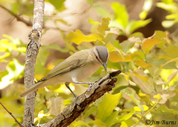 Red-eyed Vireo gleaning for caterpillars in habitat--0158