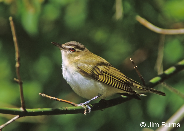 Red-eyed Vireo horizontal