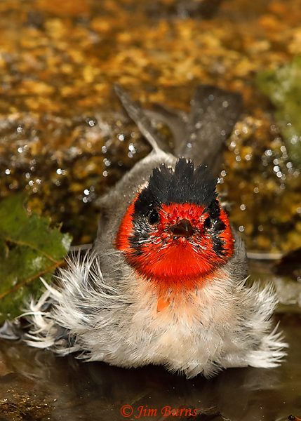 Red-faced immature bathing sequence #3--5660