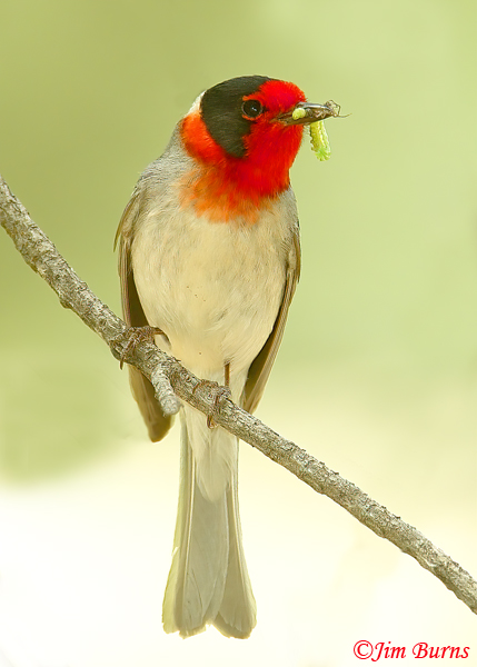 Red-faced Warbler with caterpillar--1000