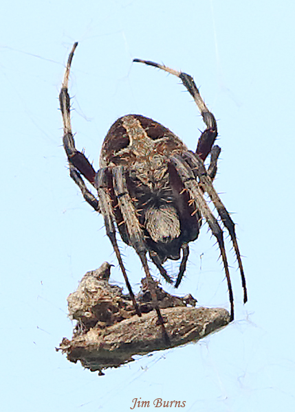 Red-femured Spotted Orb Weaver ventral view with prey, Texas--1000